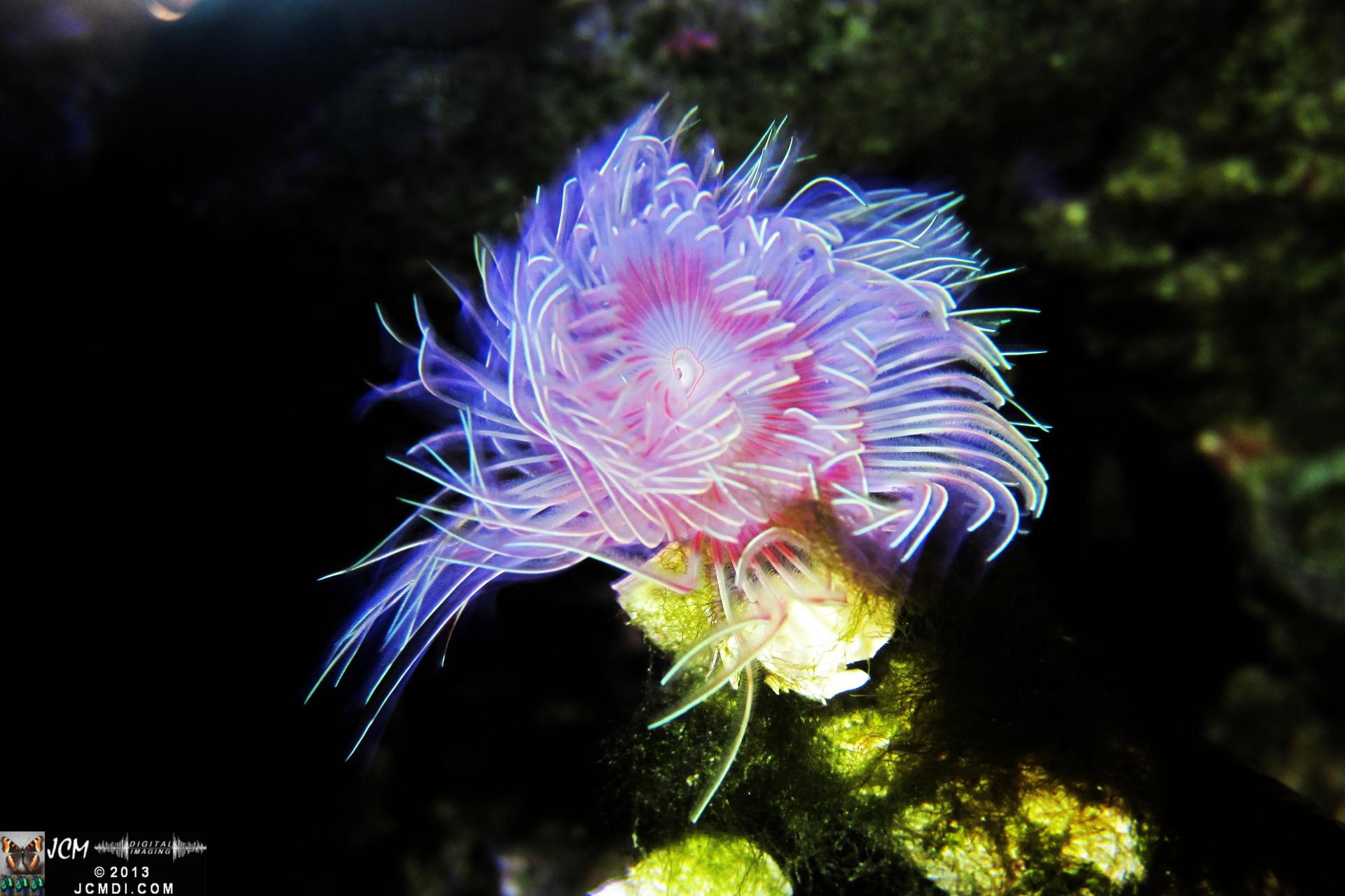 Coral in ShoGun Sushi Aquarium